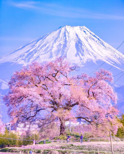 浪漫超仙背景图
樱花和梦幻天空
