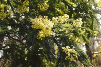 银荆，豆科金合欢属常绿乔木。
学名：Acacia dealbata
别名：鱼骨松、鱼骨槐等
