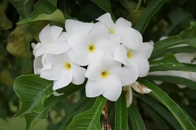 缅雪花，夹竹桃科缅栀属灌木或小乔木。
学名：Plumeria pudica
别名：戟叶鸡蛋花、戟叶缅栀、匙叶缅栀、剑叶缅栀、白缅栀、洁缅栀等。
