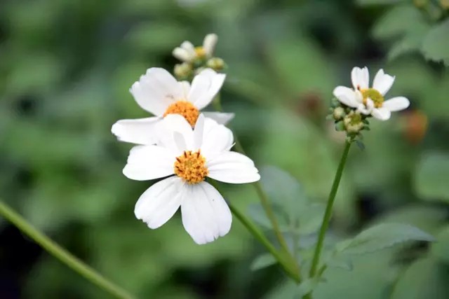 白花鬼针草，菊科鬼针草属一年生草本。
学名：Bidens pilosa
別名：大花咸丰草、白花婆婆针，金杯银盏、盲肠草等，闽南语称“恰查某”，客家语称“虾公夹”。
