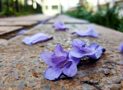 等待，漫长而美好；
蓝紫花，忧伤而浪漫；
蓝花楹，宁静而致远；
在浪漫的蓝紫花雨中，找寻属于自己的纯真和感动。