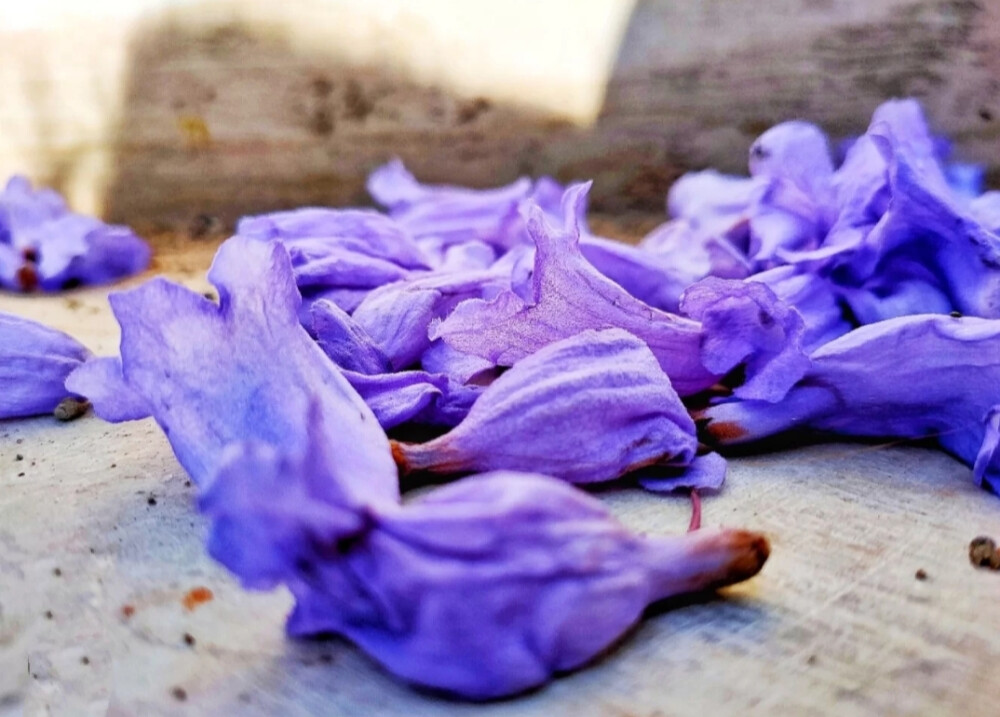 等待，漫长而美好；
蓝紫花，忧伤而浪漫；
蓝花楹，宁静而致远；
在浪漫的蓝紫花雨中，找寻属于自己的纯真和感动。