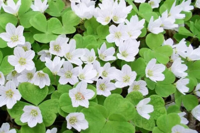 白花酢浆草（山酢浆草）