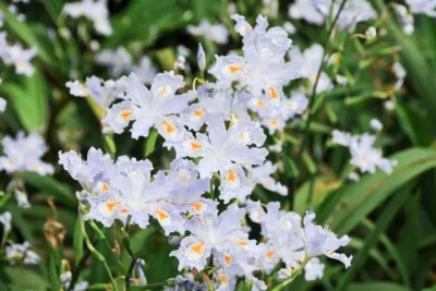 蝴蝶花（日本鸢尾），鸢尾科鸢尾属多年生草本。
学名：Iris japonica
别名：开喉箭、兰花草、扁竹，豆豉草、扁担叶、扁竹根等。
