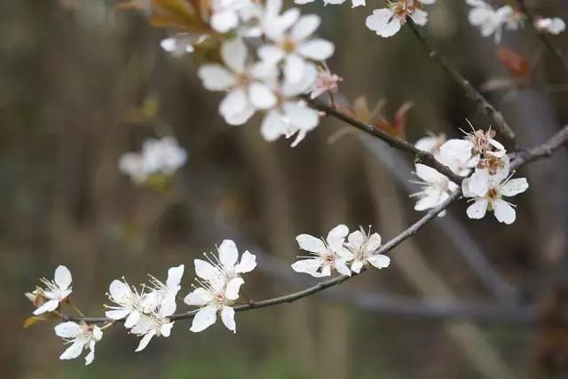 紫叶李，蔷薇科李属落叶小乔木。
学名：Prunus ceraifera cv. Pissardii
别名：红叶李
