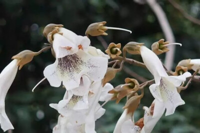 泡桐，为玄参科泡桐属落叶乔木。
学名：Paulownia （属）
