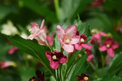 海仙花，忍冬科锦带花属下的一个种。
学名：Weigela coraeensis
別名：五色海棠（中国人取名就喜欢这样，有点像什么花，就把什么花的名字给冠上，海棠这个名字是被套用最多的，于是一片混乱）、花关门、柴门关柴、…