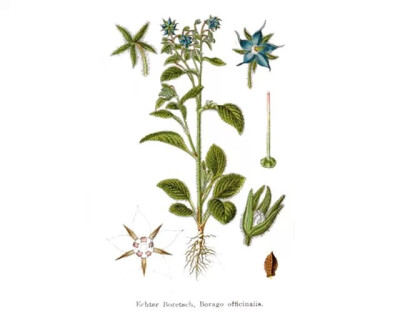 琉璃苣紫草科琉璃苣属一年生草本植物。
学名：Borago officinalis
