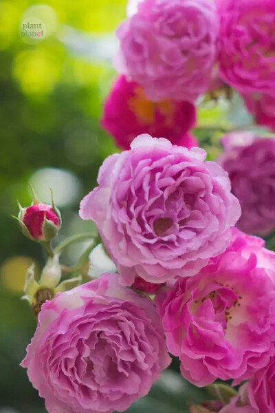 七姊妹，花多，复瓣
七姊妹（Rosa multiflora var. carnea ）是蔷薇的一个变种，也叫十姊妹，非常流行的庭院藤本花卉。不仅是花瓣繁复，开花量大，花色还有变化，初花粉红或红色，开多些日子，有些花会成紫红色。…