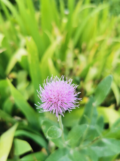 路边的野花