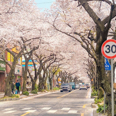 分享‖樱花壁纸背景图