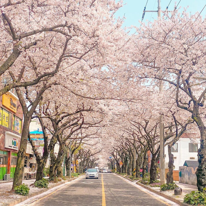 分享‖樱花壁纸背景图