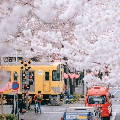 分享‖樱花壁纸背景图