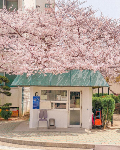 分享‖樱花壁纸背景图