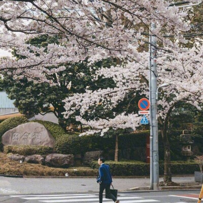 分享‖樱花壁纸背景图