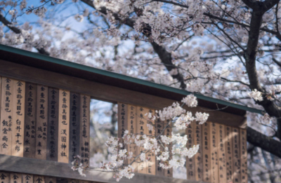 分享‖樱花壁纸背景图