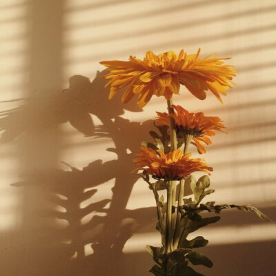 分享‖阳光影子背景图
花花影 落日 黄昏