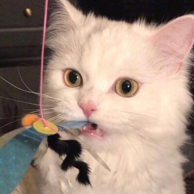 可爱搞怪头像 猫咪