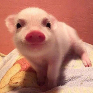 这头像真不错(*๓´╰╯`๓)♡