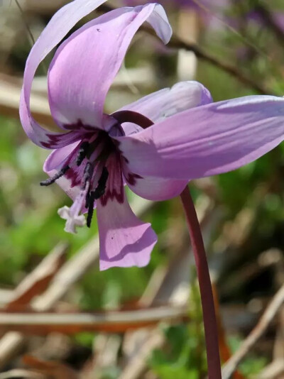 猪牙花，百合科猪牙花属多年生草本植物。
学名：Erythronium japonicum
别名：野猪牙、山地瓜、山芋头等
