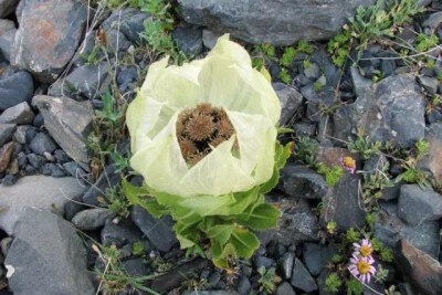 雪莲花，菊科风毛菊属多年生草本
学名：Saussurea involucrata
别名：雪莲、荷莲、新疆雪莲、天山雪莲、高山雪莲等
