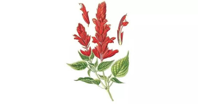 一串红，唇形科鼠尾草属亚灌木状草本植物。
学名：Salvia splendens
别名：炮仗红、象牙红、西洋红、洋赪桐等
