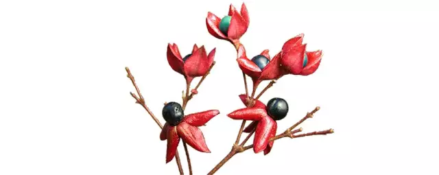 海州常山，马鞭草科大青属灌木或小乔木。
学名：Clerodendrum trichotomum
别名：臭梧桐、泡火桐、追骨风、后庭花、香楸等
