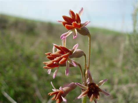 紫娇花属Tulbaghia capensis