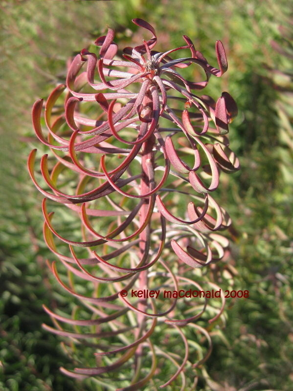 高平木百合
Leucadendron galpinii