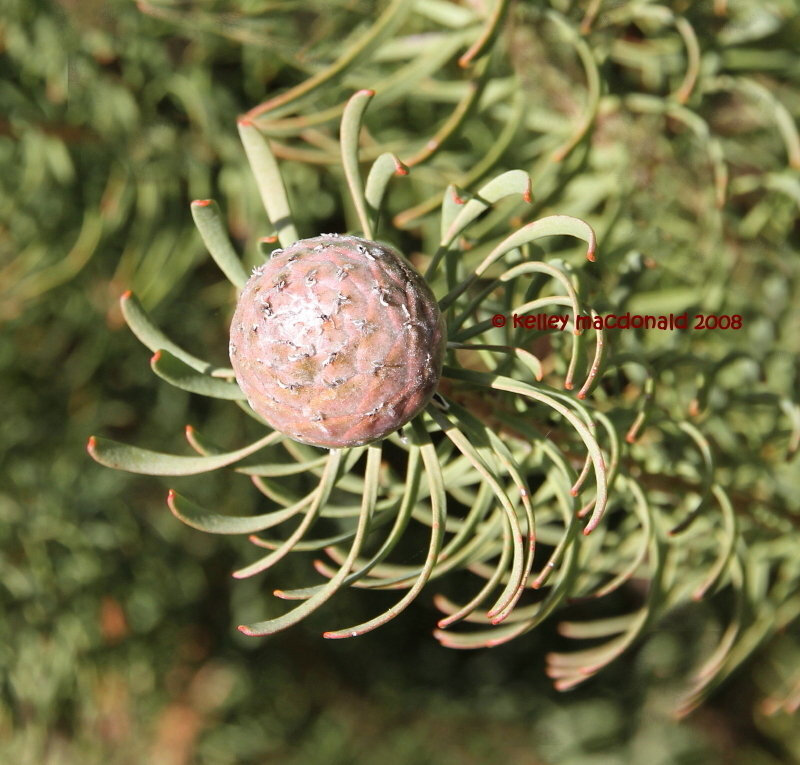 高平木百合
Leucadendron galpinii