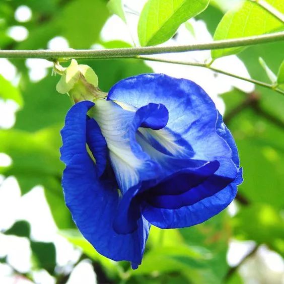 蝶豆花是攀援状藤本植物，在世界各热带地区被广泛栽培，我国广东、广西、海南、云南等地也有种植。