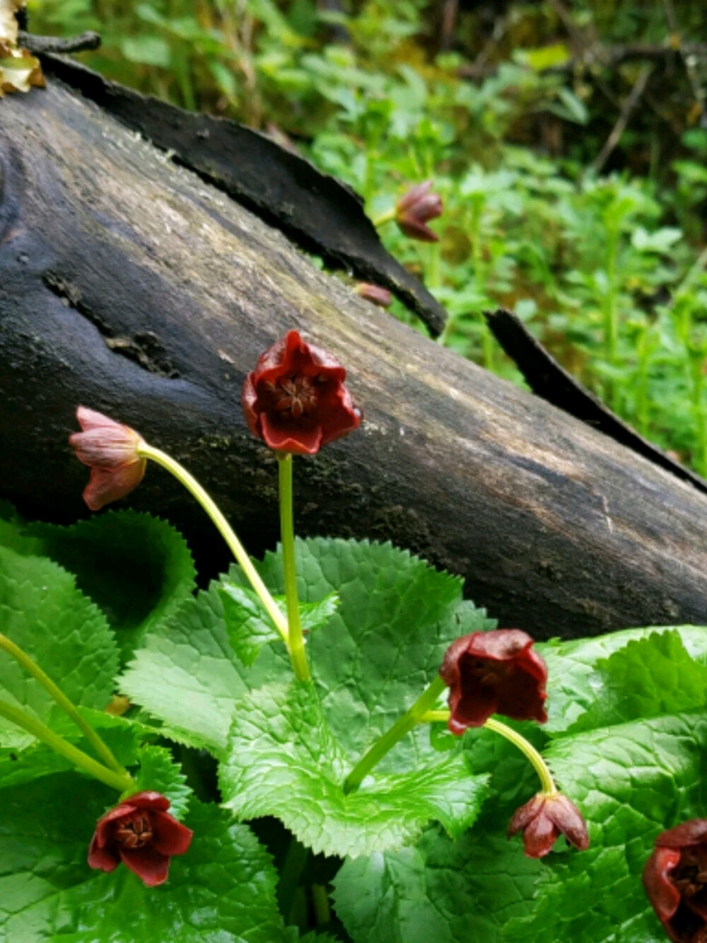 红花空茎驴蹄草 Caltha palustris var. barthei f. atrorubra