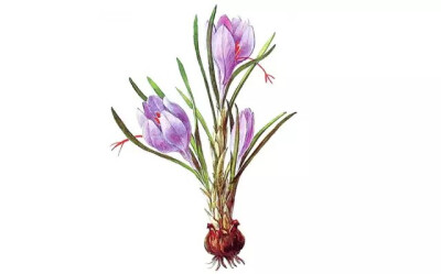 番红花，是鸢尾科番红花属的多年生花卉。
学名：Crocus sativus
别名：藏红花、西红花等。
