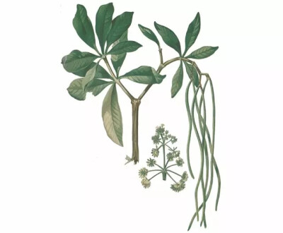 糖胶树，夹竹桃科鸡骨常山属乔木
学名：Alstonia scholaris
别名：灯架树、鹰爪木、面条树等
