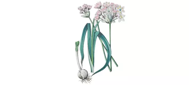 玫瑰红葱，百合科葱属鳞茎植物
学名：Allium roseum
