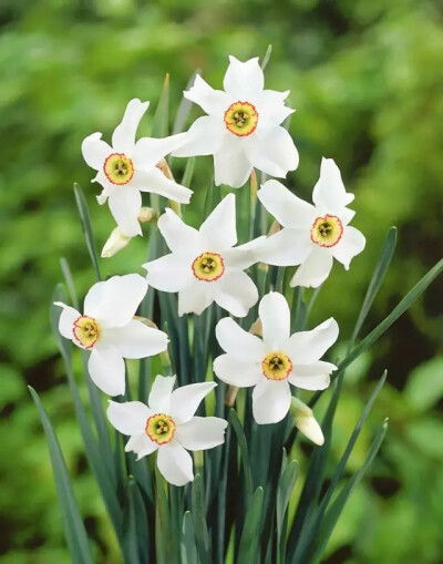 红口水仙（Narcissus poeticus）注意是一茎一花