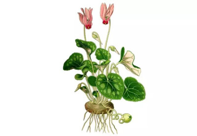 仙客来，报春花科仙客来属多年生草本植物
学名：Cyclamen persicum
别名：萝卜海棠、兔耳花、翻瓣莲等
