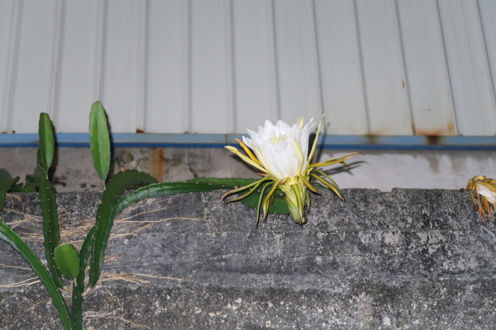 火龍果開花啦 只在夜晚才開花