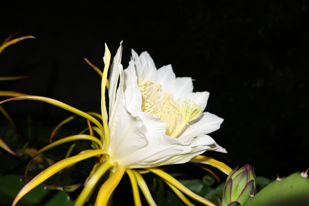 火龙果开花啦 只在夜晚才开花