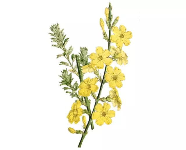 迎春花，木犀科素馨属落叶灌木
学名：Jasminum nudiflorum
