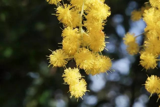 银荆，豆科金合欢属常绿乔木。
学名：Acacia dealbata
别名：鱼骨松、鱼骨槐等
