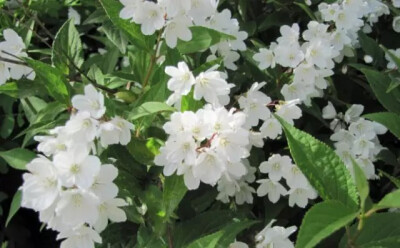 溲疏，虎耳草科溲疏属落叶灌木。
学名：Deutzia（属）
别名：空疏、巨骨、空木、卯花等。
