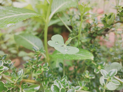 你喜欢三叶草上凝聚的小雨珠吗？