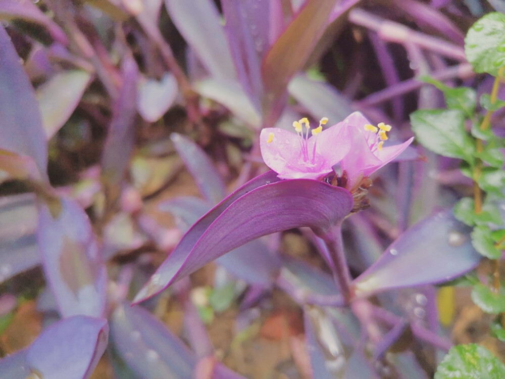 花开并蒂，倒是让人惊喜～