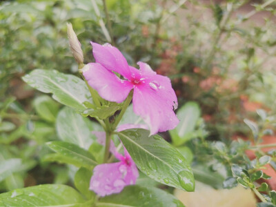 雨天的长春花花瓣，倒映着粉色的小雨珠，很是好看