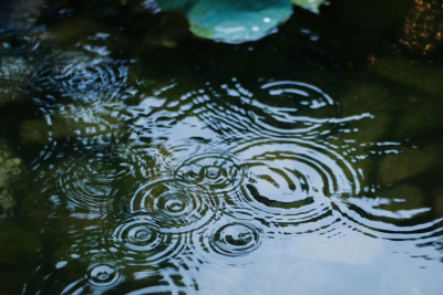 江南六月，梅雨新暑。
摘杨梅，捕蜻蜓，赏绣球，听蛙雨，却是人间好时节。