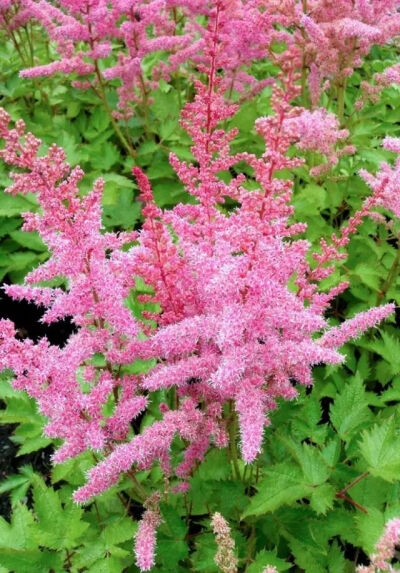 落新妇，虎耳草科落新妇属多年生草本
学名：Astilbe chinensis
又名：小升麻、术活、马尾参、金毛三七、金毛狗、红升麻等
