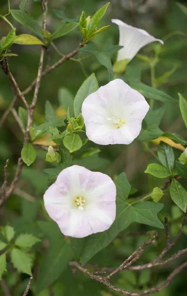 旋花，旋花科打碗花属缠绕草本，别名打碗花
打碗花属下另有打碗花，矮小的草本
