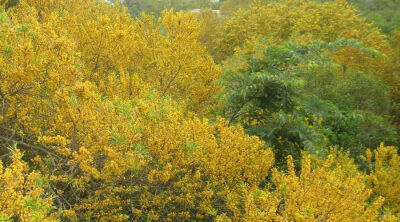 相思树（台湾相思）Acacia confusa 金合欢属植物