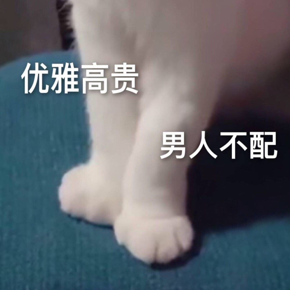 猫猫头